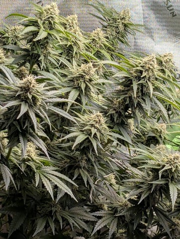 Golden Goat — flower, day 21