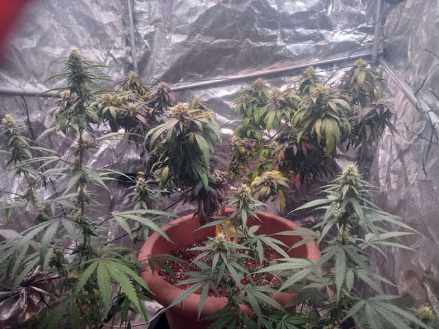 ( Guava Dawg × Sour Tangie ) F2