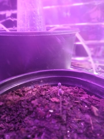 Queen Royal Autoflower  — seedling_rooting, day 4