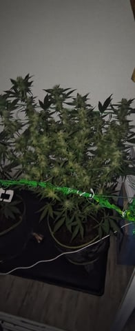 pineapple Express  — flower, day 16