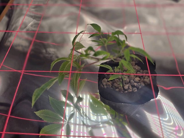 Dante's Inferno Rerun — vegetative, day 33