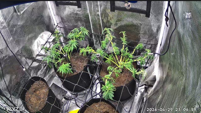 Blue Dream Feminized 