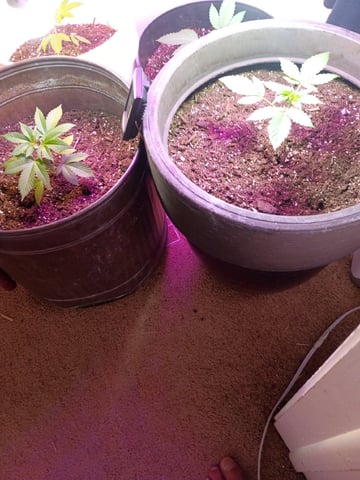 Round Deuce  — vegetative, day 21