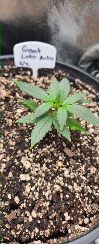 DeathStar, Grease Monkey, Goat Latto, Northern Lights — vegetative, day 34