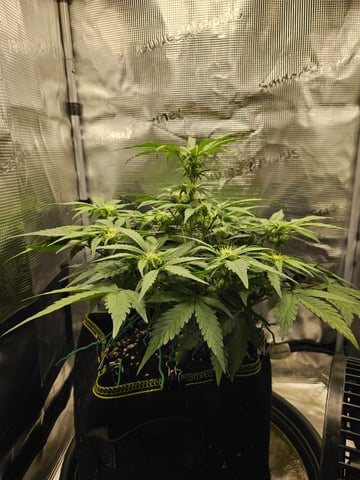 Mimosa Bruce Banner XL — flower, day 38
