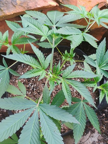 Ten G's — vegetative, day 26