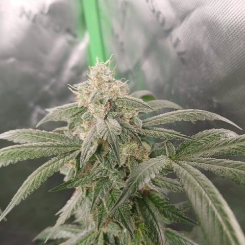 run #3 — flower, day 97