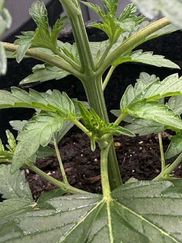 Random Seed — vegetative, day 19