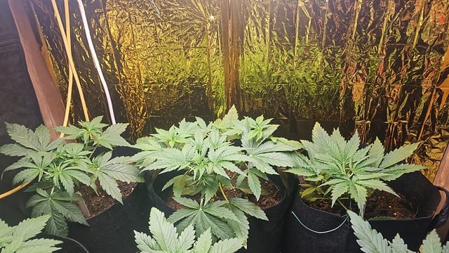 banana blaze  — grow_setup, day 24