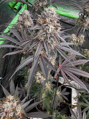 Pink Passion Fruit — flower, day 113