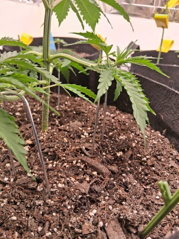 Seedman mix auto & seedman mix auto & GodFather OG — vegetative, day 25