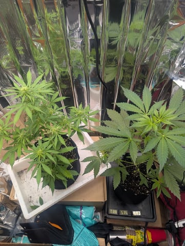 Zkittlez (Auto) — flower, day 53