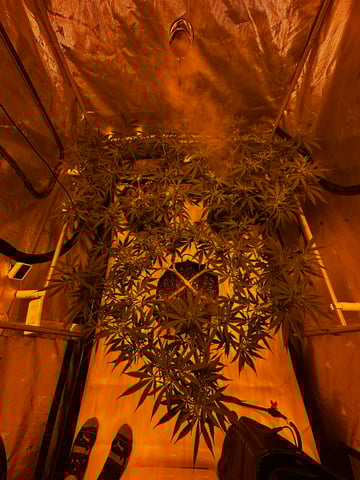 XJ-13 x Pennywise — flower, day 88