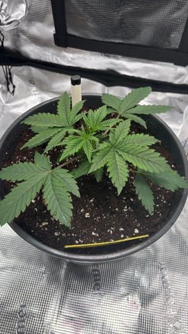 #1 momo (purple punch) — vegetative, day 19