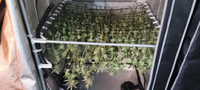 Punch Mints — harvest, day 58