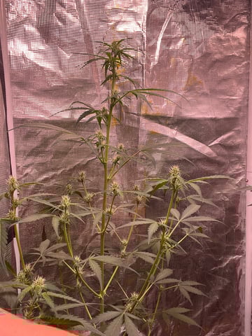Queen B  — flower, day 56
