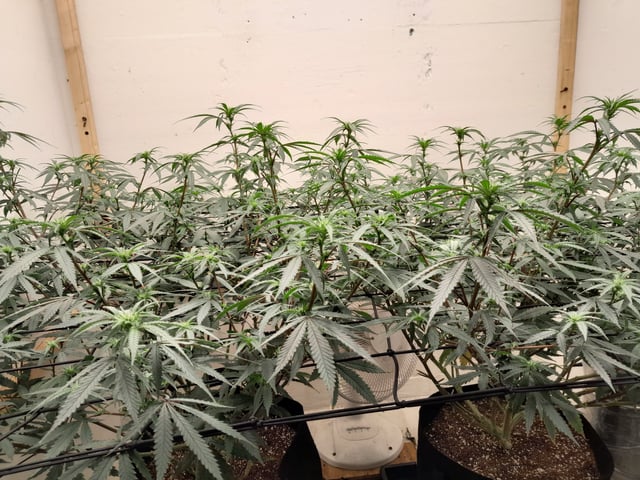 Round 2 — flower, day 28