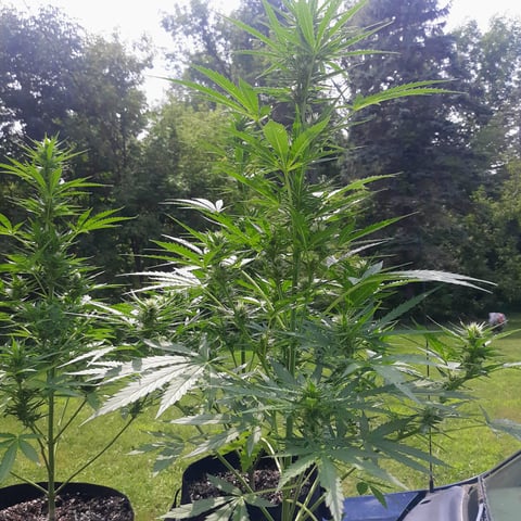 Outdoor Grow  — grow_setup, day 2