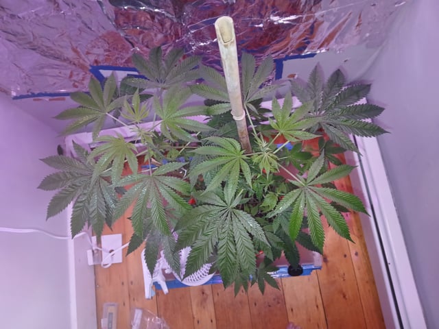 triangle kush  — flower, day 38