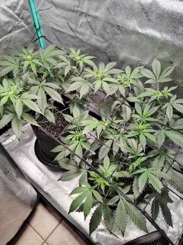 LSD Auto