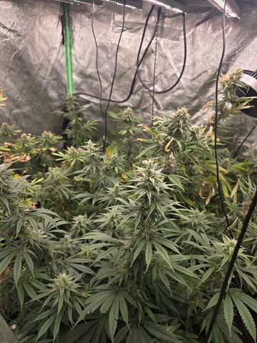 Growing — flower, day 112