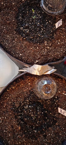 Let's just leave these right here! — germination, day 6