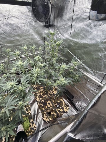 Humboldt, Hella Jelly. Jelly Donut  — flower, day 67