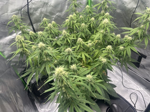 Pine (Auto) 2025 - 0 — flower, day 66