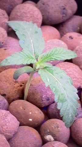 1st Ever Grow (Fat Bastard)(RDWC)  — seedling_rooting, day 12