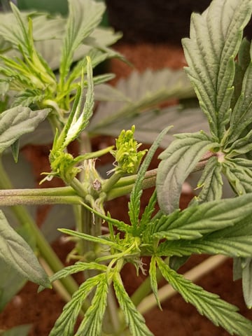 1st Grow Eva — vegetative, day 20