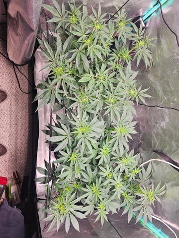 first grow — flower, day 71