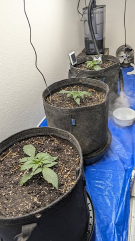 mephisto winter 2026 — vegetative, day 15