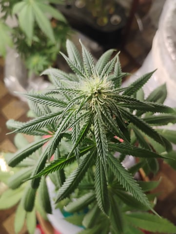 OGGodoe — flower, day 72