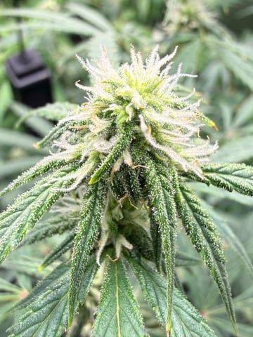 Bruce Banner (Auto) — flower, day 47