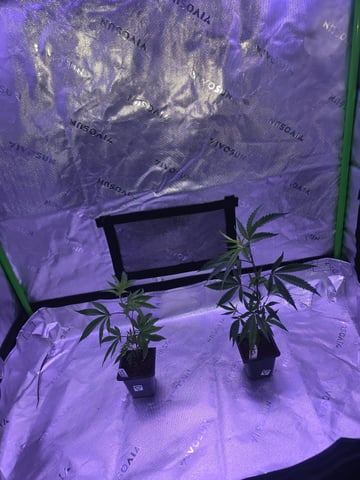 MOTHER ROOM — vegetative, day 3