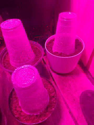 Ak-47 (Fast Verison) and pine Auto  — germination, day 3