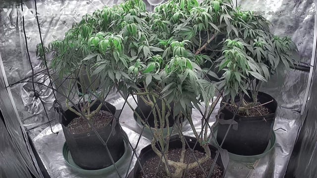outdoor start/indoor 2025 — vegetative, day 140