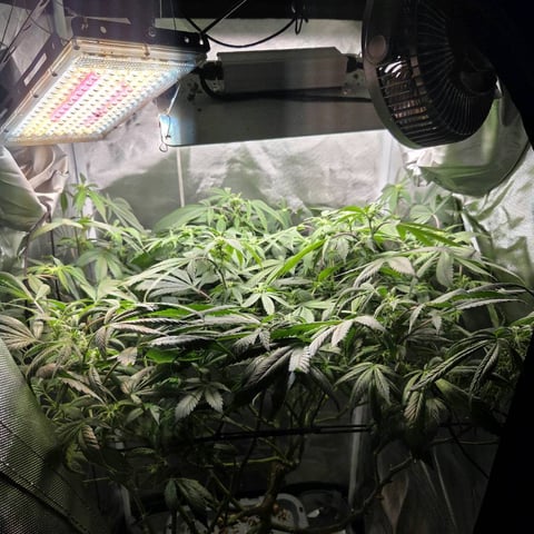 Fast Flowering Photo — flower, day 143