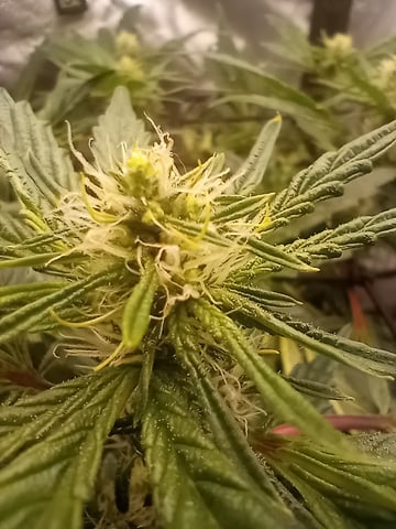 Wizard Punch first grow  — flower, day 80