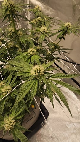 Jelousy Fast(Photo) & Ultra Voilet (Auto) — flower, day 41