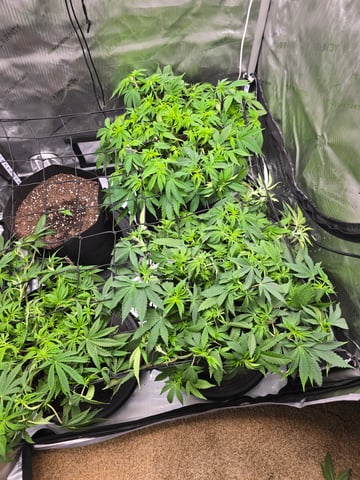 Purple Haze  — vegetative, day 38