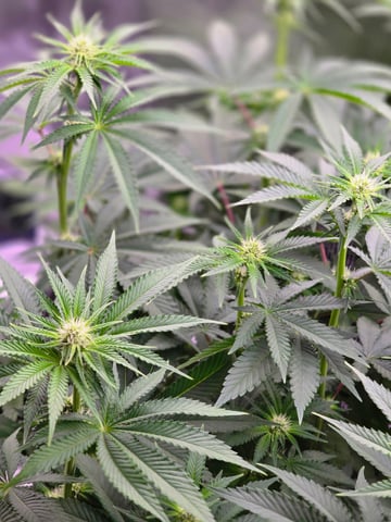 Northern lights #10 (Alaska) — flower, day 52