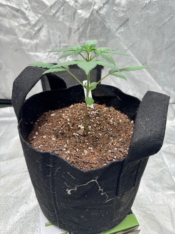 white runtz auto flower — vegetative, day 22