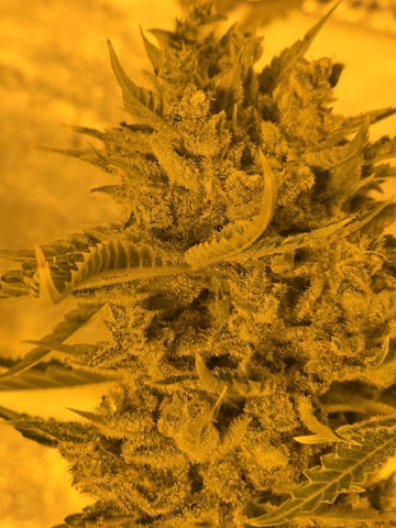 3rd Auto Grow — flower, day 114