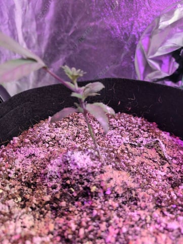 2025-26 — vegetative, day 10