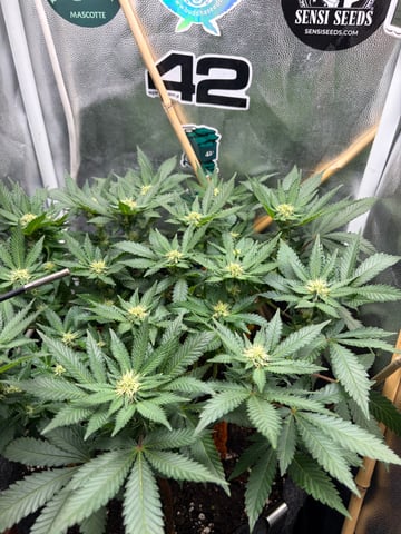 Wedding Cake RQS — flower, day 2