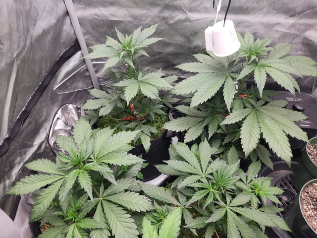 Mephisto Apple Crush and Pop tart OG in Nature's Living Soil.  — vegetative, day 31