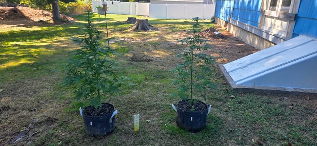 Let's just leave these right here! — flower, day 70