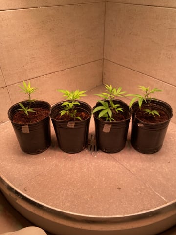 75x60  x 4 Gens — vegetative, day 1