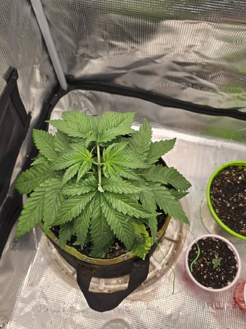 mc nuggets r1 — vegetative, day 21